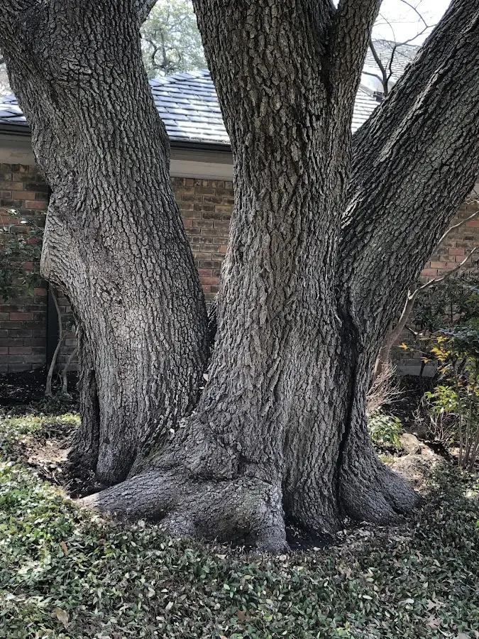 Mature heritage tree close to a Ulysses property cared for by certified arborists